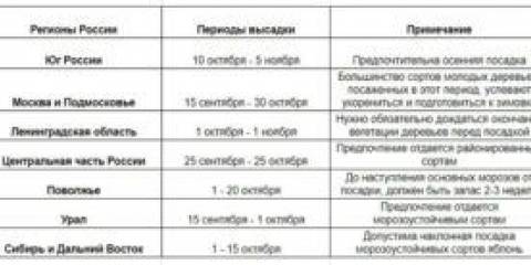 Výsadba jabloně na podzim: průvodce krok za krokem